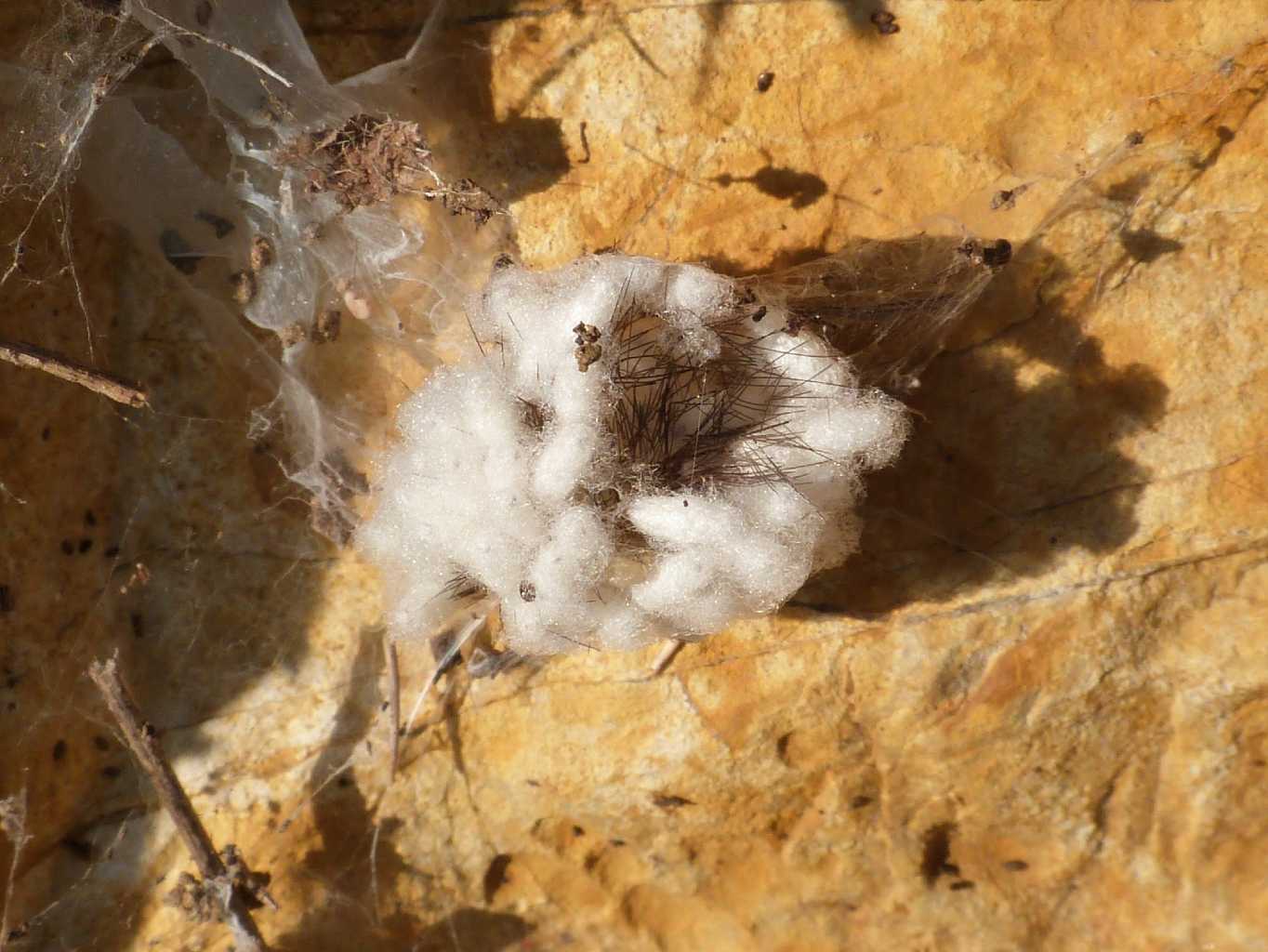 Bozzoli di Braconidae? Probabile Apanteles sp.